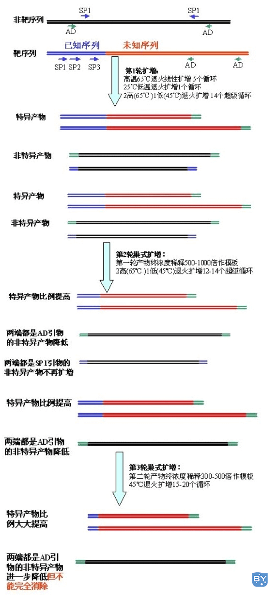 基因步移