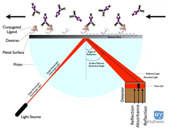 SPR芯片工作原理示意图