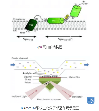  BIAcoreTM系统生物分子相互作用示意图