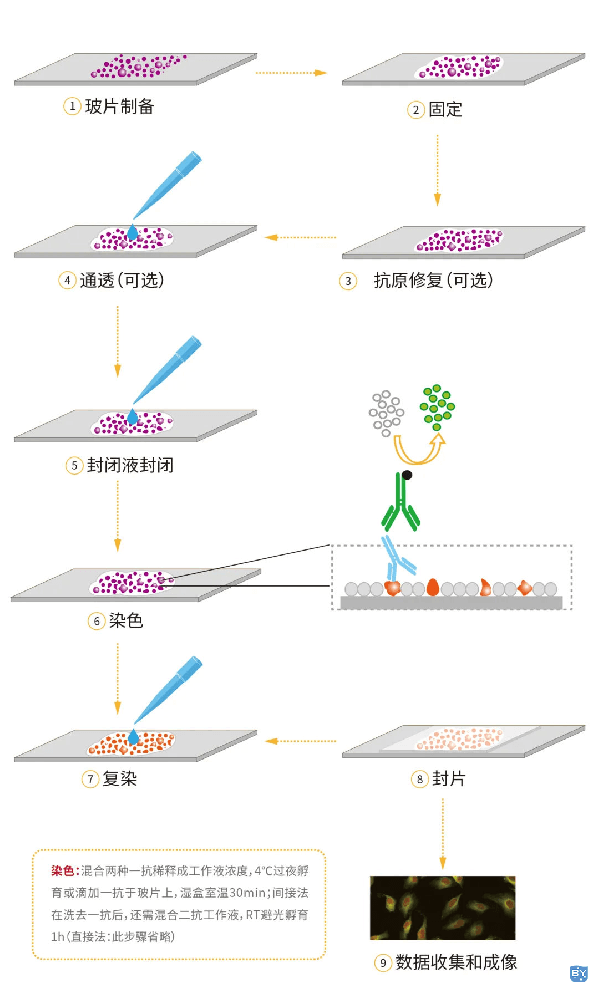 细胞免疫荧光实验步骤