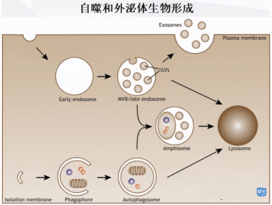 外泌体生物生成