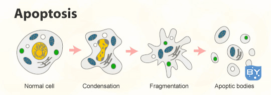 细胞凋亡