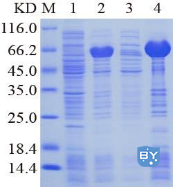 蛋白表达鉴定SDS-PAGE分析