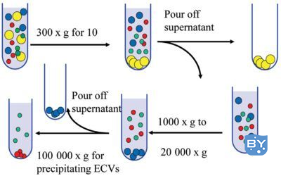 外泌体分离