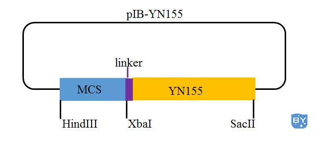 pIB-YN155载体示意图