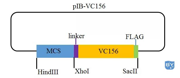 pIB-VC156载体示意图