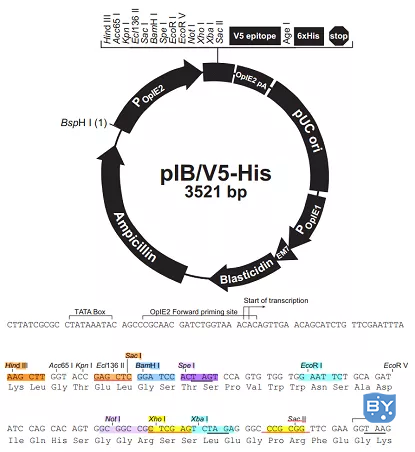 pIB-V5/His载体示意图