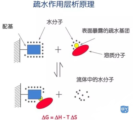 疏水层析