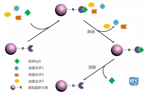 亲和层析