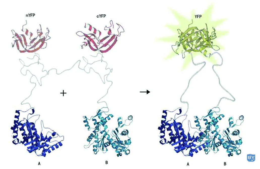 双分子荧光互补实验原理