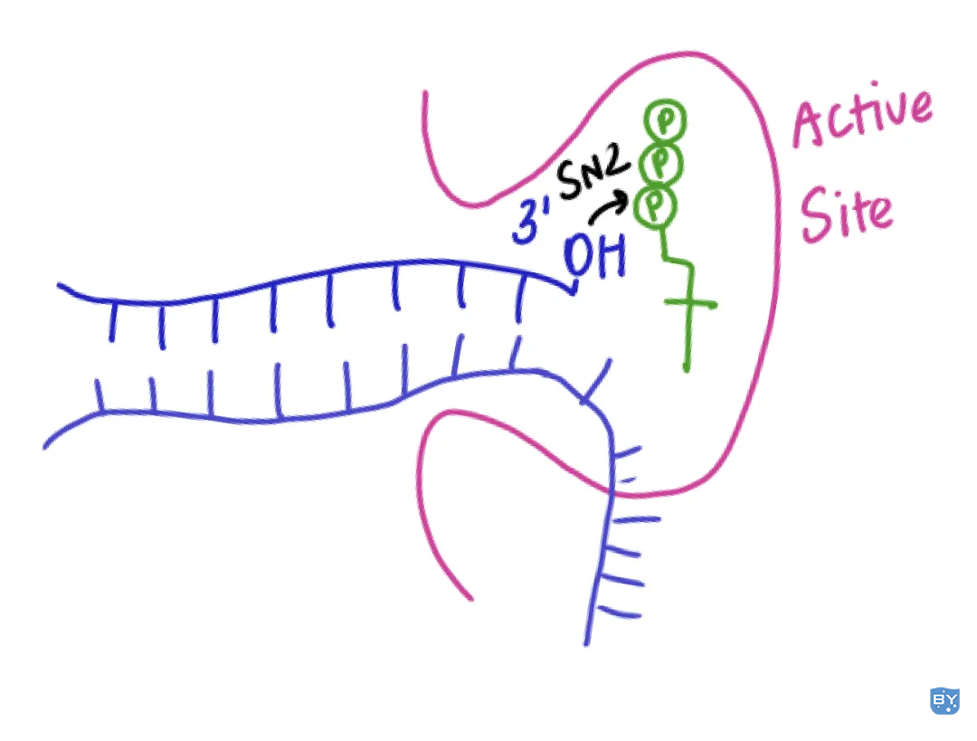 Figure 5. 正确配对。正确的距离让羟基能立刻攻击ɑ磷酸