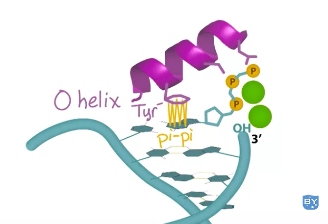 Figure 4. O-helix和其中三个氨基酸与dNTP的相互作用