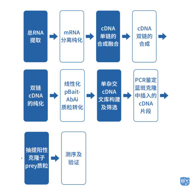 技术流程