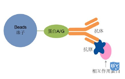 GST pull-down实验原理图