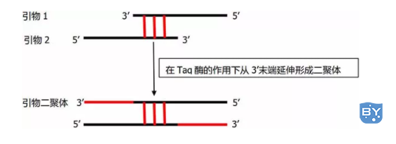 引物二聚体