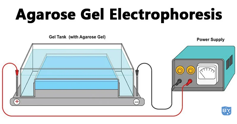 琼脂糖凝胶电泳