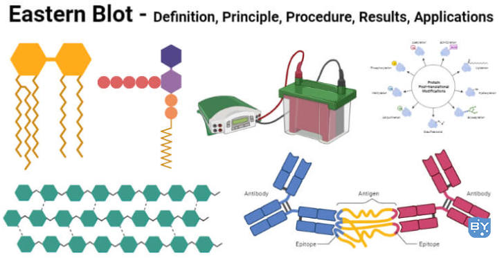 Eastern blot原理
