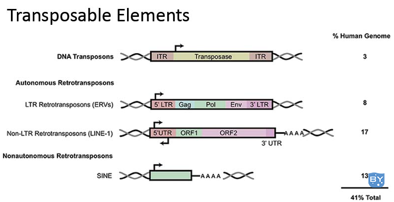 人类基因组中的转座因子