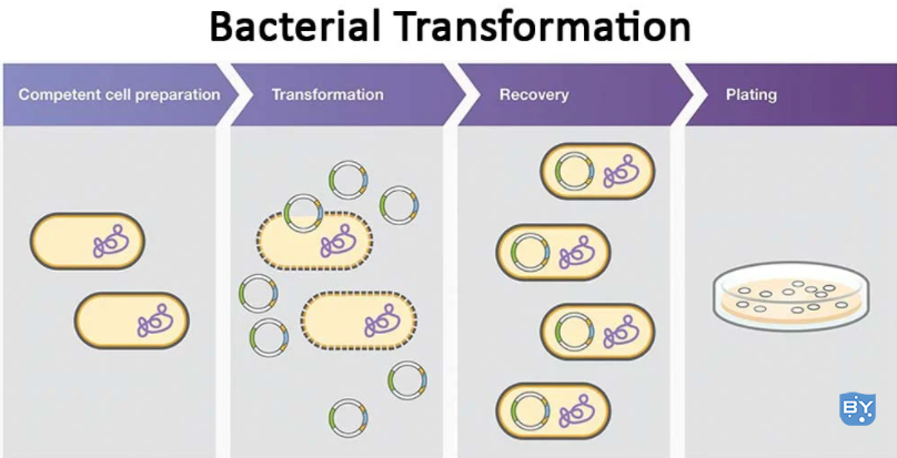 细菌转化步骤