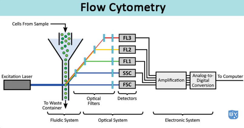 普通流式细胞仪的示意图