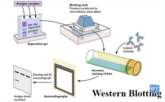 免疫印迹原理