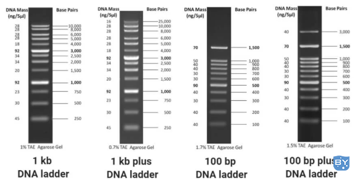 一些常见的 DNA 梯子