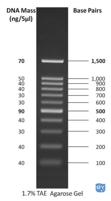 100 bp DNA 梯