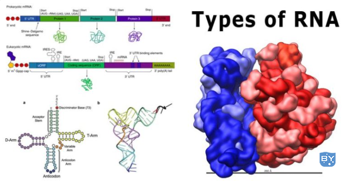 RNA 的类型。图像来源在下面的相应图像中给出。