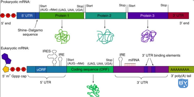 原核和真核信使 RNA (mRNA)