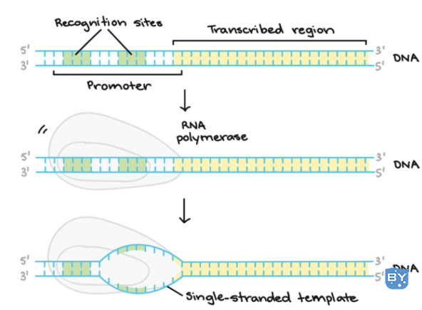 图：DNA 转录起始。