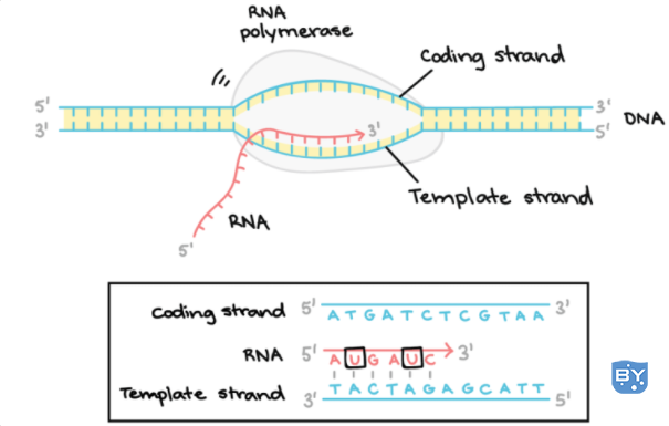 DNA 转录延伸