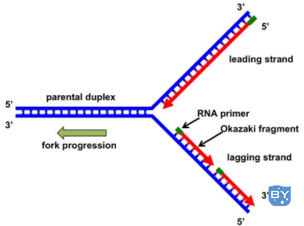 DNA 复制叉