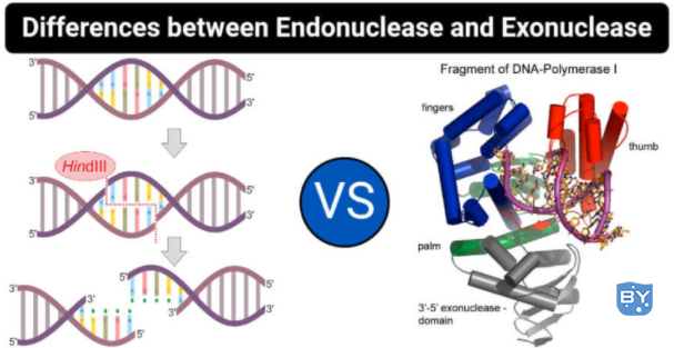 核酸内切酶与核酸外切酶的区别