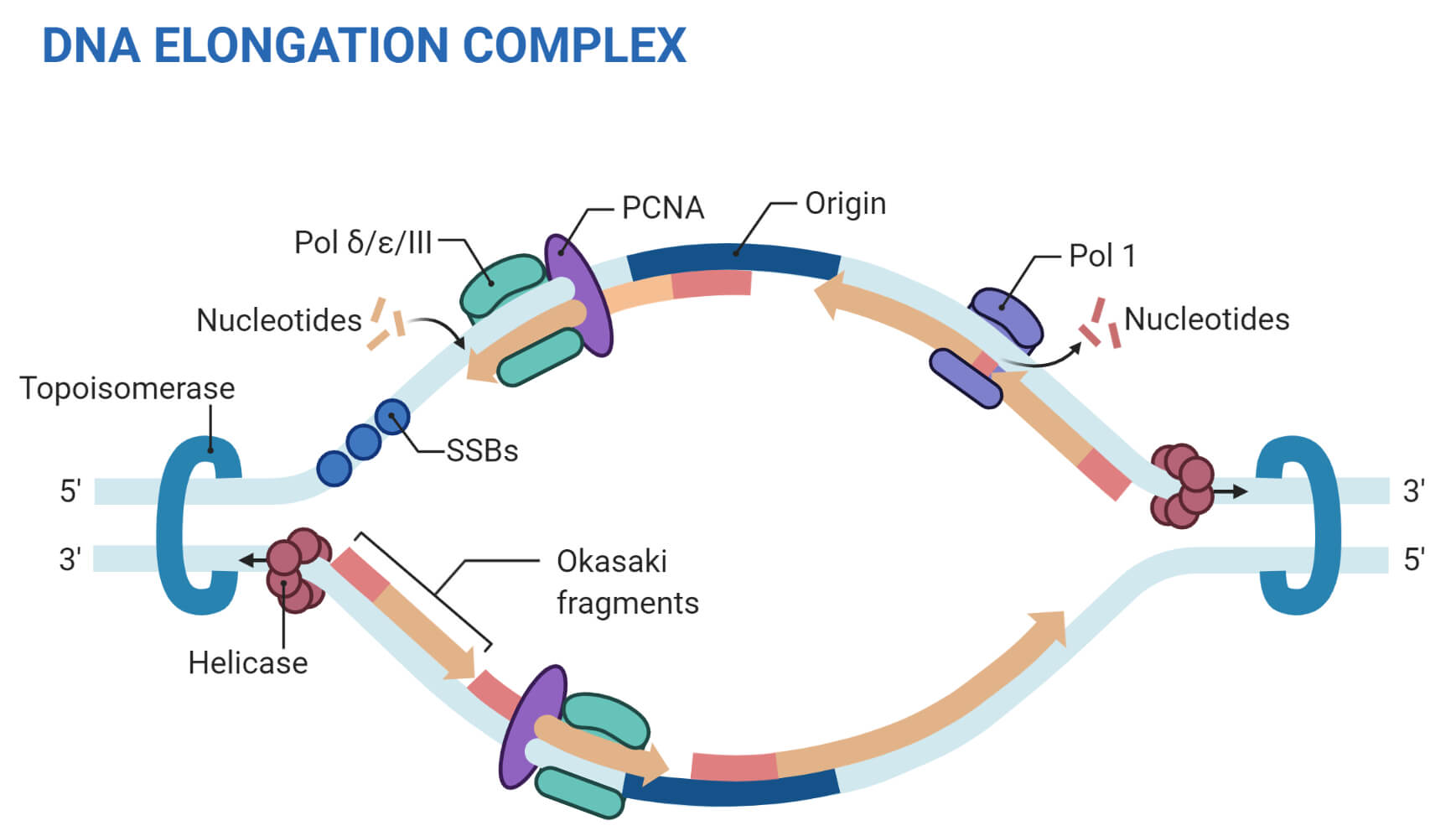 DNA Replisome（真核复制）