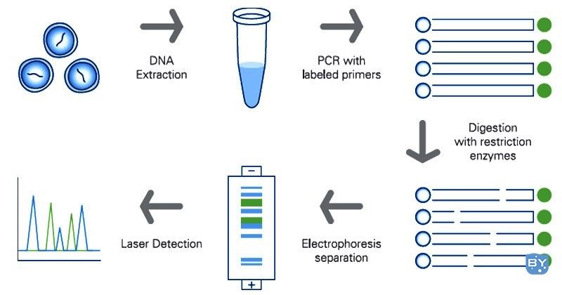 限制性片段长度多态性 (RFLP) 涉及的步骤