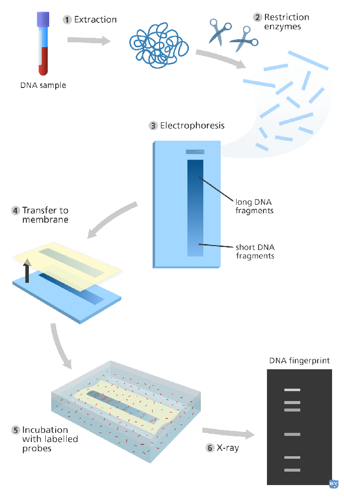 DNA指纹图谱的原理