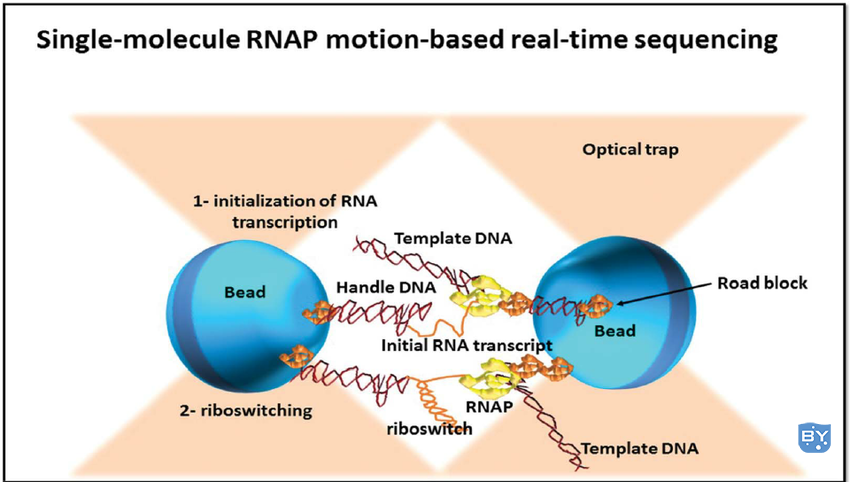 单分子实时 (RNAP) 测序