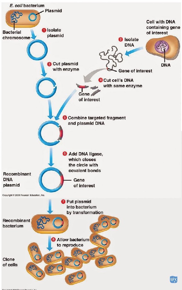 基因克隆的步骤