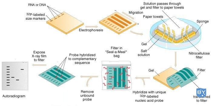 Southern Blot 涉及的步骤