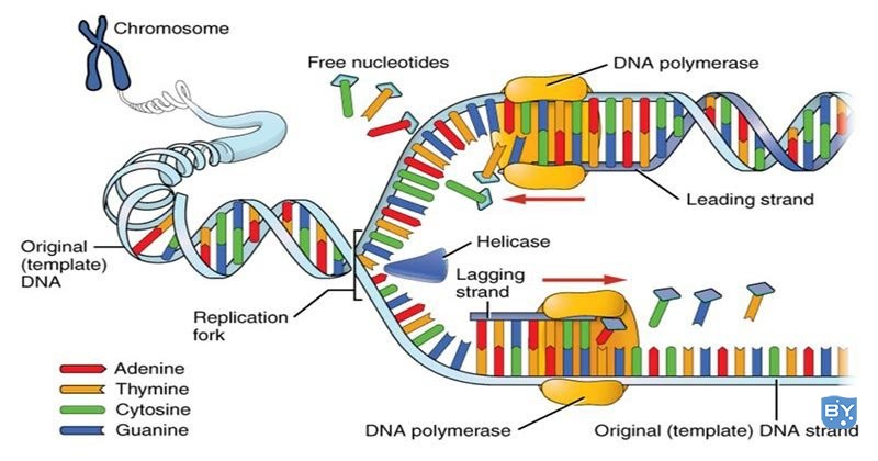 DNA复制的步骤