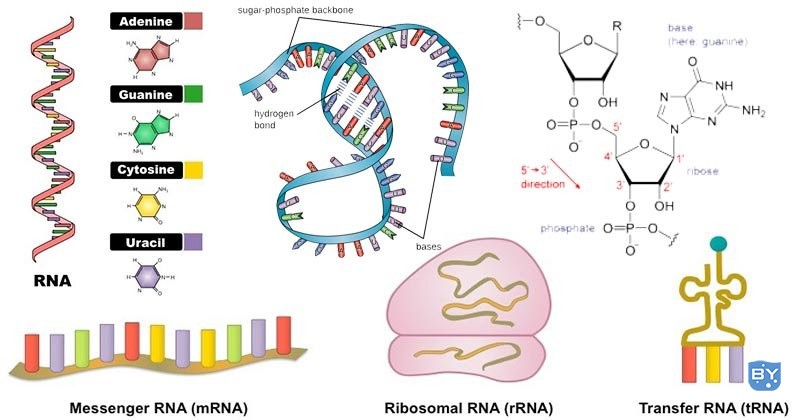 RNA-特性、结构、类型和功能