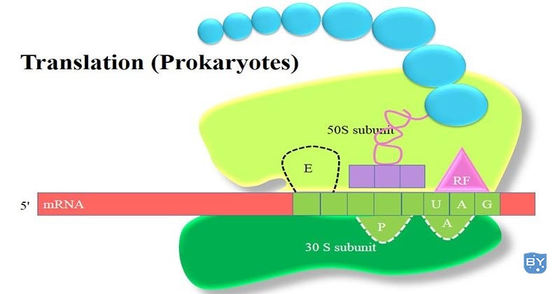 原核翻译（蛋白质合成）