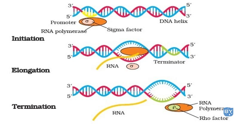 原核转录-酶，步骤，意义