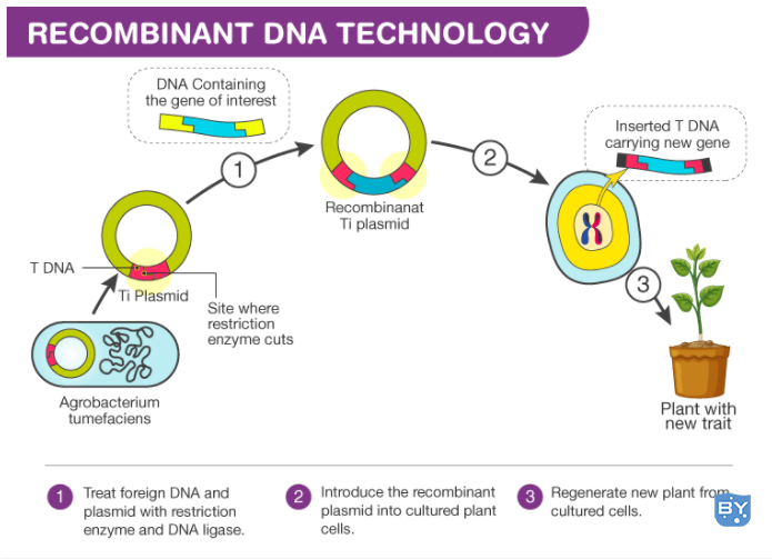 重组 DNA 技术