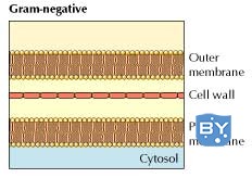 革兰氏阴性菌