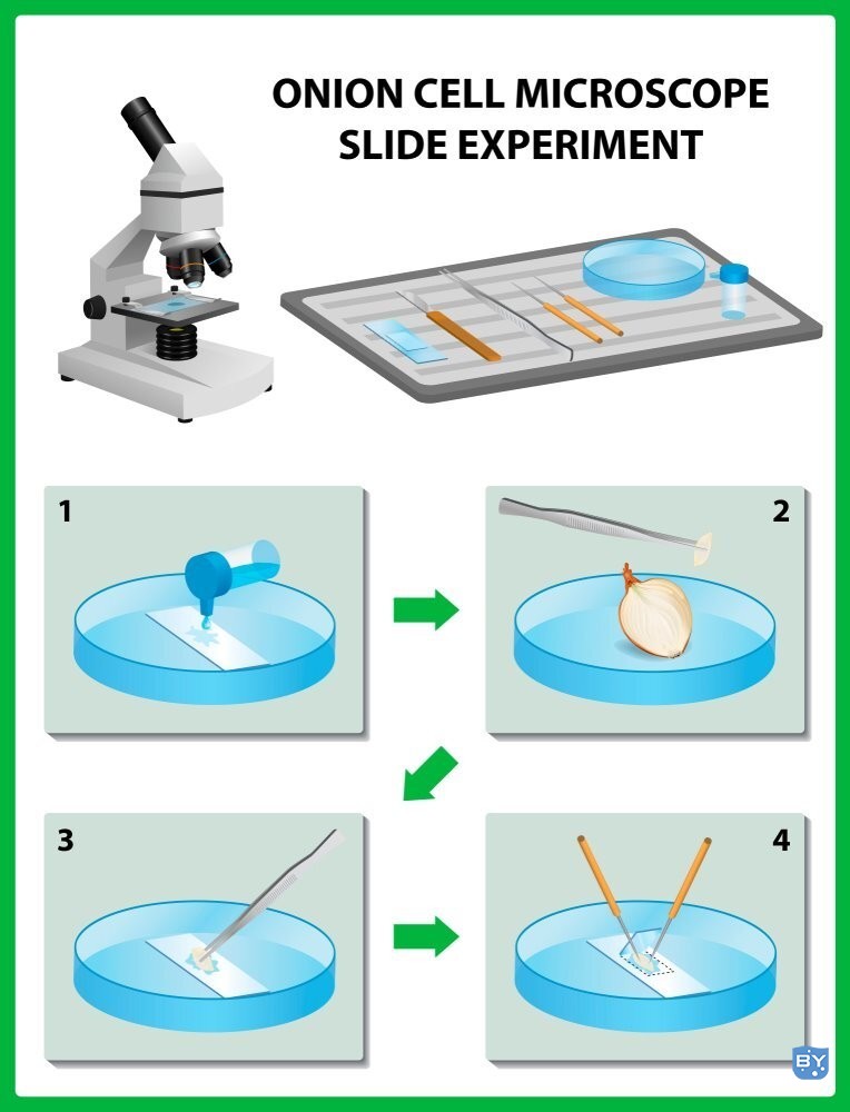 观察洋葱细胞的分步指南