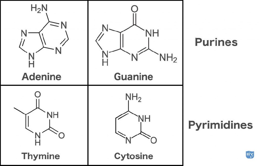 嘌呤 嘧啶 腺嘌呤 鸟嘌呤 胸腺嘧啶 胞嘧啶