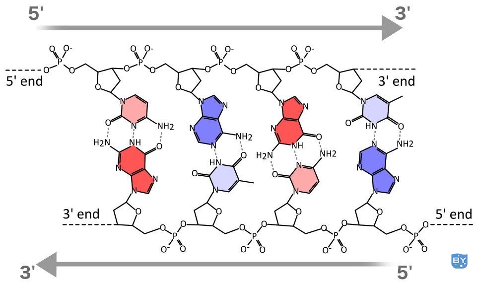 DNA 双螺旋的四个碱基对片段的化学结构。