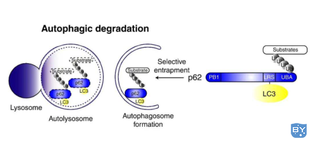 图4. p62介导的选择性自噬模型（Ichimura Y et al. J Biol Chem, 2008）