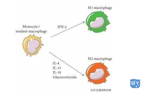 巨噬细胞分化为M1和M2